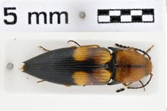 Foto (Dorsalansicht) von Dioxypterus leveri (NHMW-ZOO-COL-0011020)